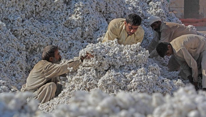 Pakistani workers process freshly picked cotton at a factory in Khanewal, Punjab. — AFP/File