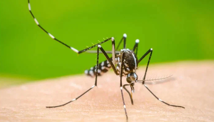 Representational image of a dengue infected mosquito. — APP/File