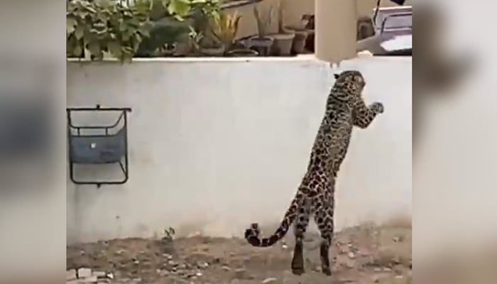 A representational image showing a leopard in a residential area on February 16, 2023. — Screengrab via X/@freakonomist5