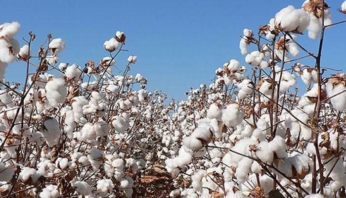 A representationalphoto of cotton crops. — APP File