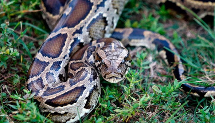 This representational image shows a Burmese python which is considered an invasive species. — AFP/File