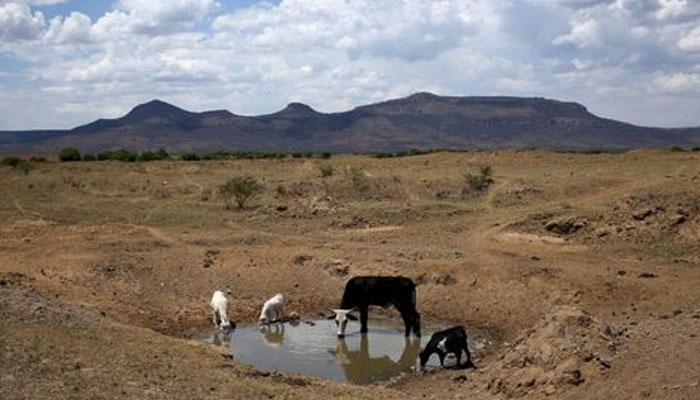 A representational image showing animals drink from a drying river outside Utrecht, South Africa. — Reuters/File