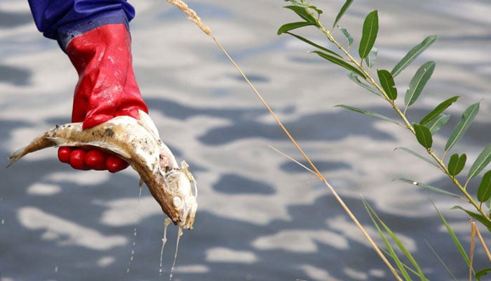 A dead fish is removed from the Oder River as water contamination is believed to be the cause of a mass fish die-off, near the border with Germany, in Krajnik Dolny, Poland on August 15, 2024. — Reuters