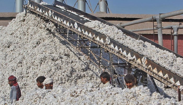 Workers process freshly picked cotton at a factory. — AFP/File