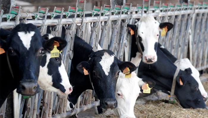 Cows eat at a dairy farm in Lizines, France, February 12, 2020. Picture taken February 12, 2020. — Reuters