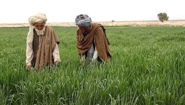 A representational image showing two men looking at their crops in a field in this undated picture. — ADB website/File