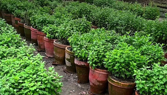 A representational image showing several plants in a nursery. — Facebook/Parks and Horticulture Authority, Lahore/File