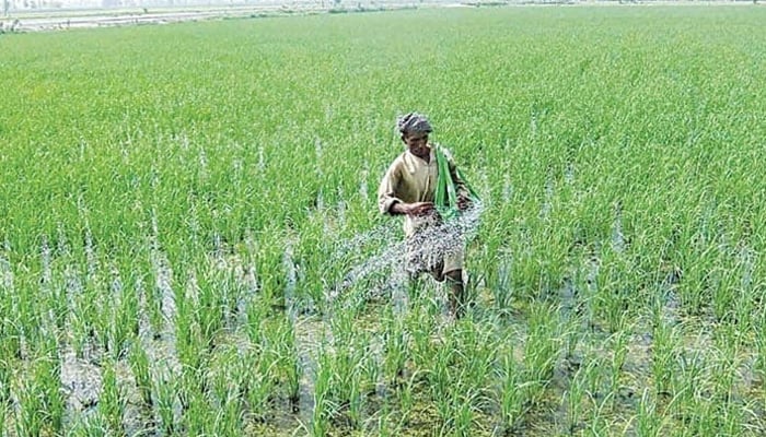 A farmer sprinkles fertiliser in a field. —APP/File