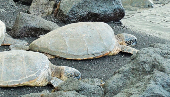 This representational image shows two turtles on a beach. — Unsplash/File