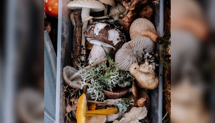 This representational image shows wild mushrooms. — Unsplash/File