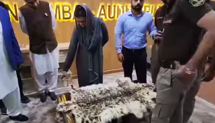 Punjab Senior Minister Marriyum Aurangzeb inspects the hide of a rare snow leopard. — Screengrab via Facebook/Marriyum Aurangzeb