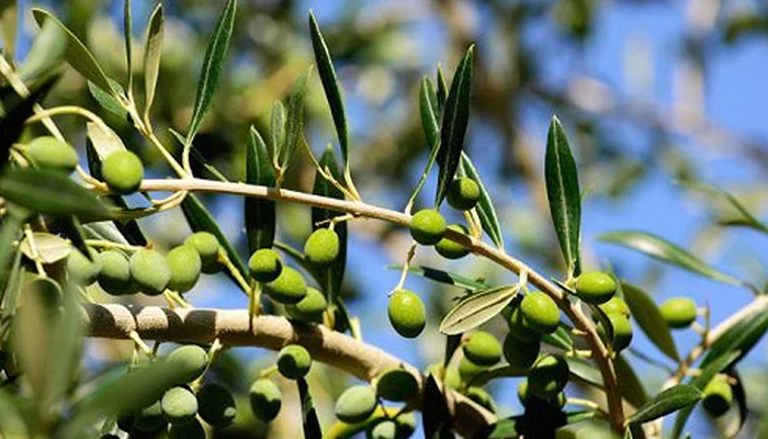 Olive plant can be seen in this image. — AFP/File