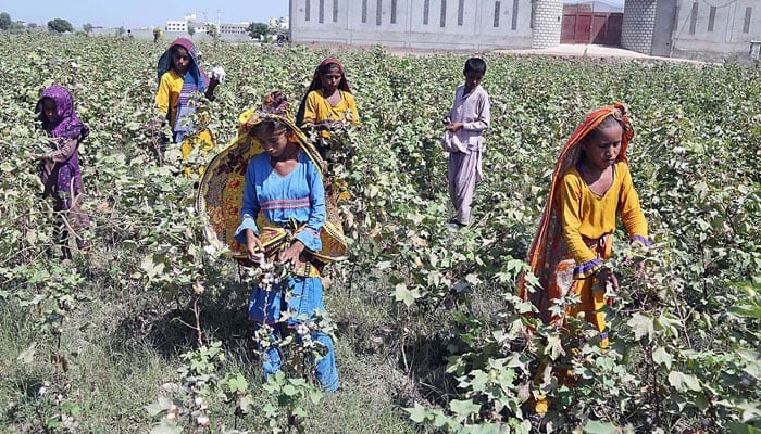 Farmer girls picking cotton in the cotton field in Hyderabad in this image released on October 10, 2023. — APP