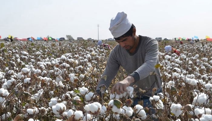 A farmer can be seen in a cotton field seen in this image. — AFP File