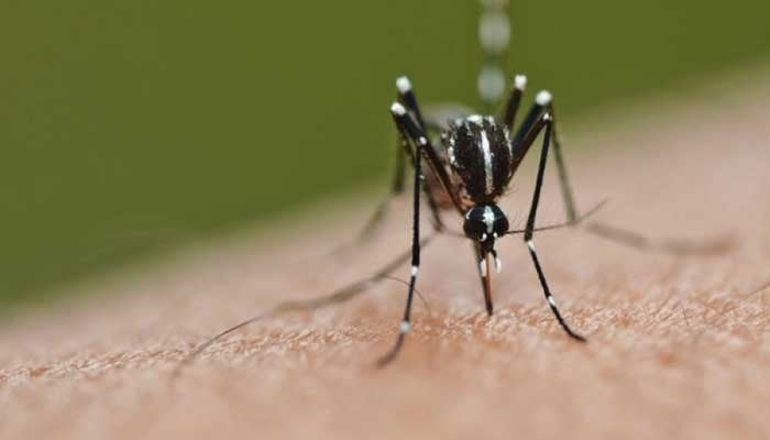 Representational image shows a dengue mosquito. — AFP/File