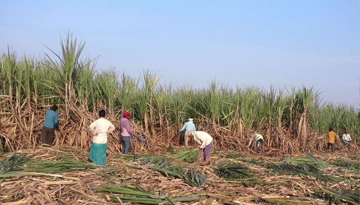 Workers harvest sugarcane in a filed in a village in the western state of Maharashtra, India, November 5, 2018. —Reuters