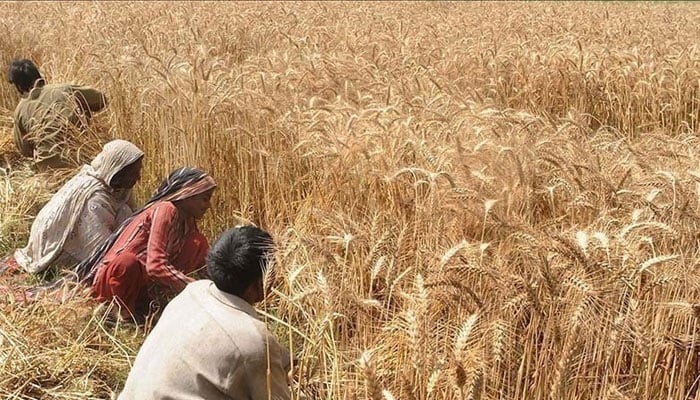 A representational image showing farmers harvesting wheat crops in a field. — AFP/File