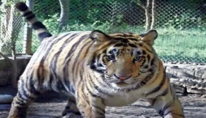 An undated image of Bengal tigress at Karachi Zoo. — Screengrab via YouTube/@Geo News/File