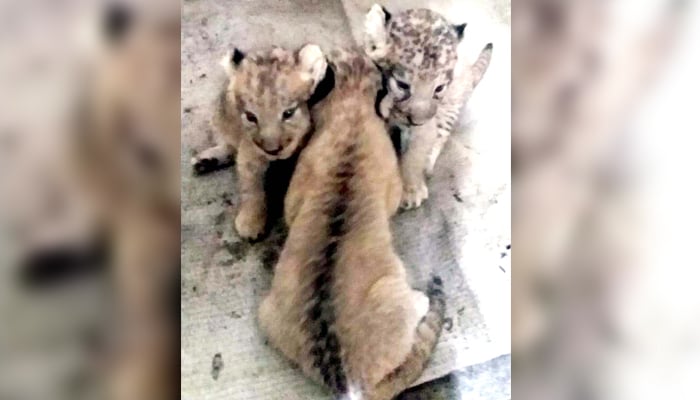 A pair of African lions gave birth to three newborn cubs at the Karachi Zoo seen in this image on September 9, 2024. — Reporter