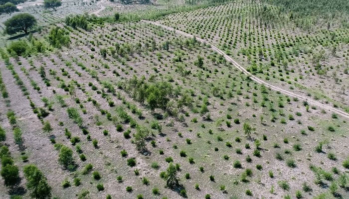 An aerial image of a tree plantation area.— APP/file