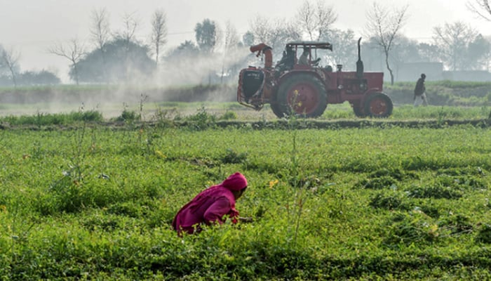 Agriculture Department officials on a tractor spray pesticides to kill locusts as a farmer works in a field in Pipli Pahar village in Pakistans central Punjab province in this picture taken on February 23, 2020. — AFP