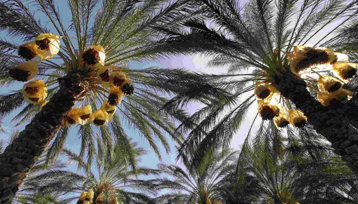 This representational image shows palm trees. — Reuters/File