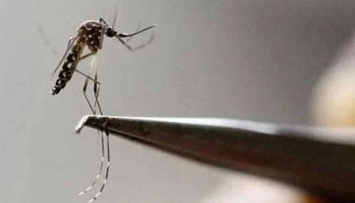 A representational image of a dengue mosquito. — AFP/File