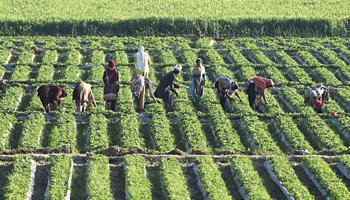 Farm workers harvest strawberries at a field in Lahore. — AFP/File