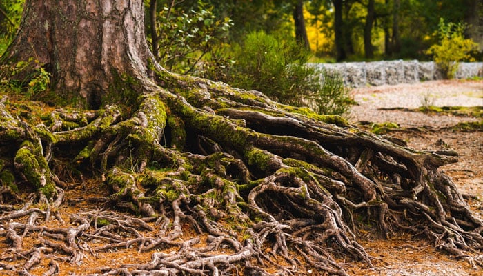 A representational image showing an old tree with visible roots above the ground. — Unsplash/File