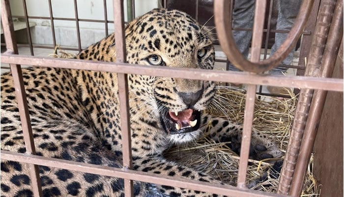 The injured female leopard rescued from AJK can be seen in a cage at the Islamabad Wildlife Rescue Center. — X/@rinasaeed/File