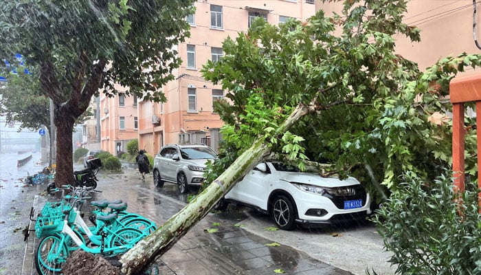 A fallen tree is seen on the streets amid heavy rainfall, after Typhoon Bebinca made landfall in Shanghai, China September 16, 2024. — Reuters