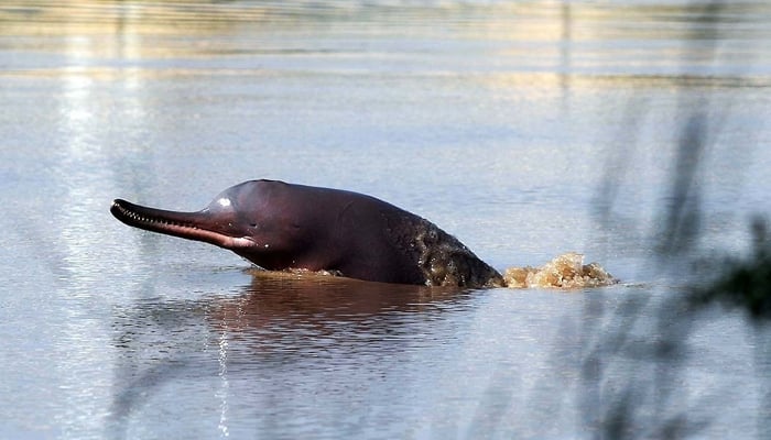 A rare Indus dolphin is seen sticking its mouth out of the water in a Pakistani river seen in this image. — AFP/File