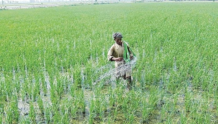 A farmer sprinkles fertilizer in a field. — APP/File