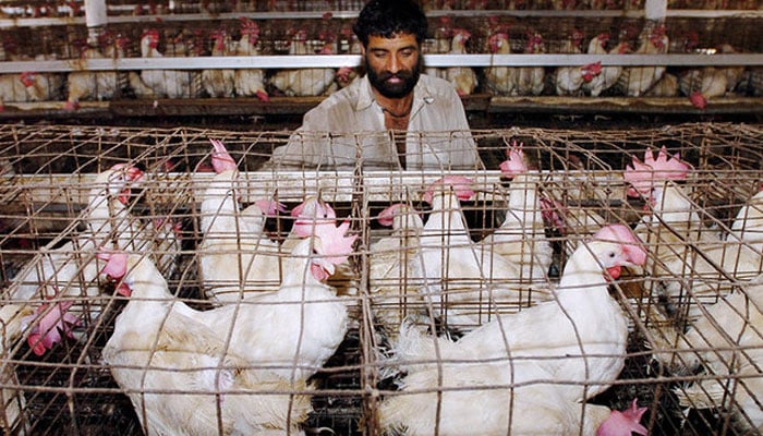 A poultry worker inspects chicken at a poultry farm on the outskirts of Karachi. — AFP/File