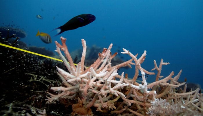 A bleaching coral is seen in the place where abandoned fishing nets covered it in a reef at the protected area of Ko Losin, Thailand June 20, 2021. — Reuters