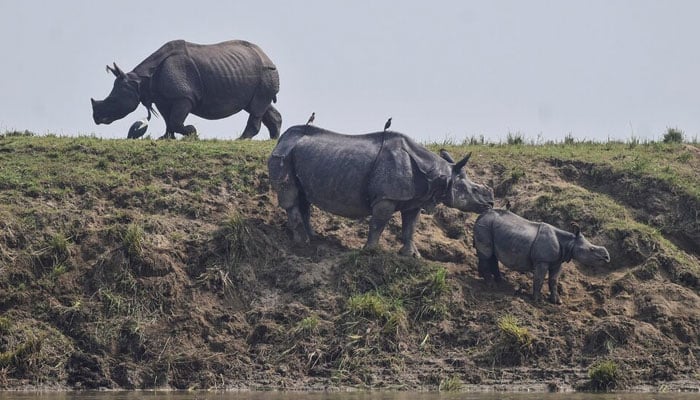 One-horned rhinos take shelter at a highland in the flood-affected area of Kaziranga National Park in Nagaon district, in the northeastern state of Assam, India, July 18, 2019. — Reuters