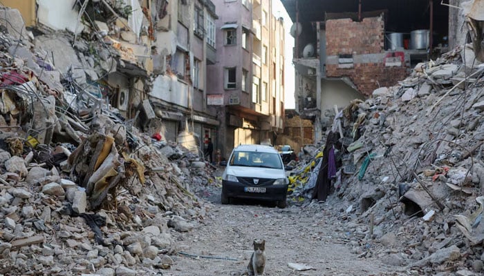 A cat stands on a destroyed street, in the aftermath of the deadly earthquake, in Antakya, Turkey February 17, 2023. — Reuters