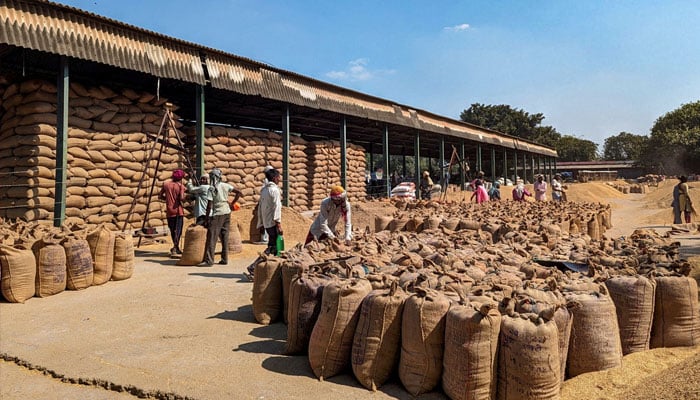 Workers weigh and pack paddy bags at Sitapur market, in the northern state of Uttar Pradesh, India October 20, 2023. — Reuters