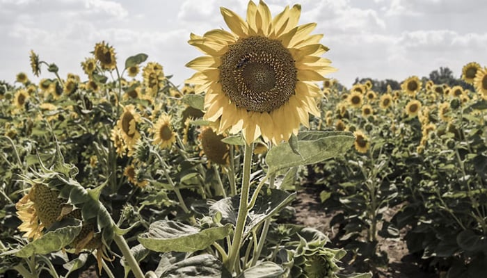 This representational image shows sunflowers in a field. — Unsplash/File