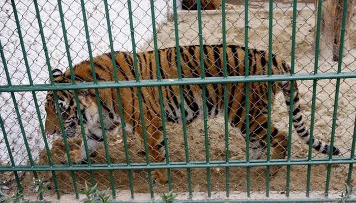 An adult tiger walking inside a cage at a public zoo in Hanoi. — AFP/file