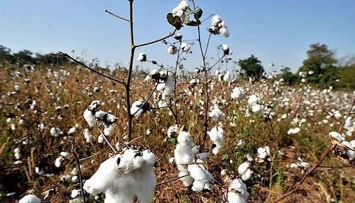 — This representational image shows cotton crop. — AFP/File