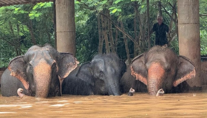 This handout photo taken and released on October 3, 2024 by the Elephant Nature Park shows elephants standing in flood waters at the sanctuary in Thailand’s northern Chiang Mai province.  — AFP