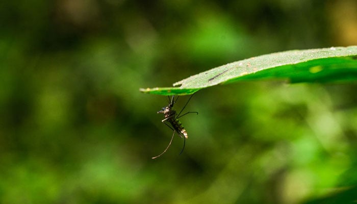 A representational image of a dengue virus-carrying mosquito clinging to a leaf. — AFP/File