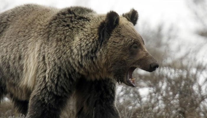 A grizzly bear roams through the Hayden Valley in Yellowstone National Park in Wyoming. — Reuters/file