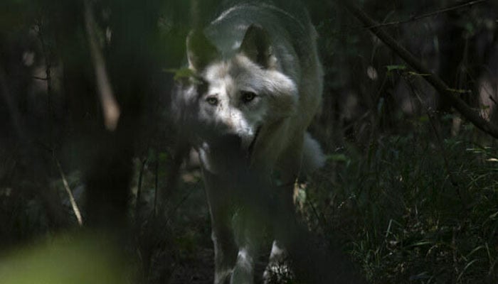 A representative image of a wolf.— AFP/file