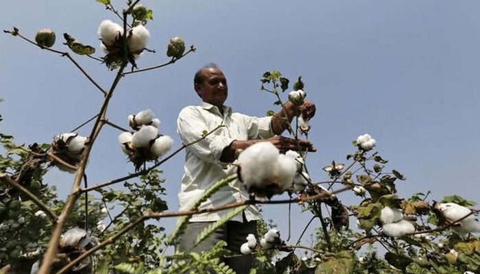 A farmer harvests cotton in his field. — Reuters/File