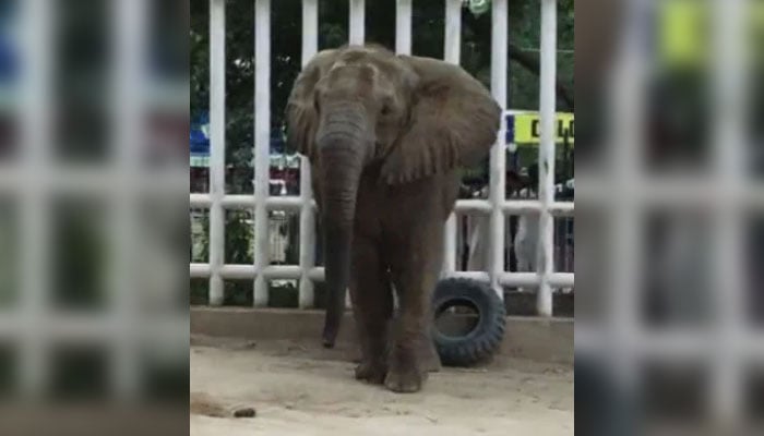 Elephant Madhubala seen in these stills taken from a video. — X/fourpawsAU/File