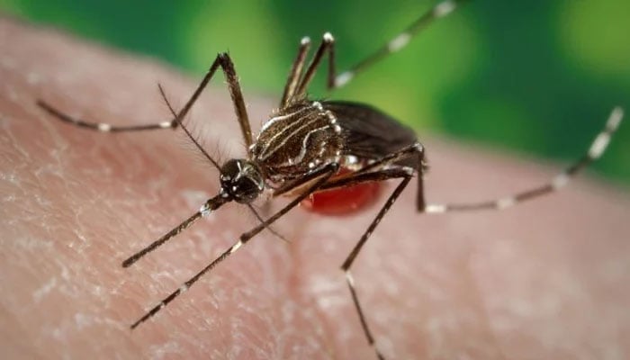 In this representational photo, a mosquito can be seen biting a person. — APP/File