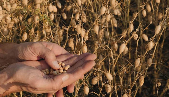 The image shows a man holding chickpeas while standing in the crop. — AFP/File