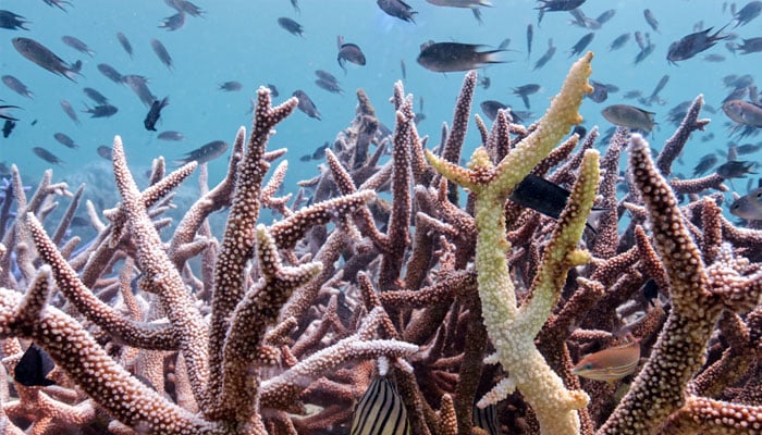 Bleached corals are seen in a reef in Koh Mak, Trat province, Thailand, May 8, 2024. This year so far the countrys weather recorded the highest temperature at 44.2 degrees Celsius affecting the seawater temperature as well. — Reuters